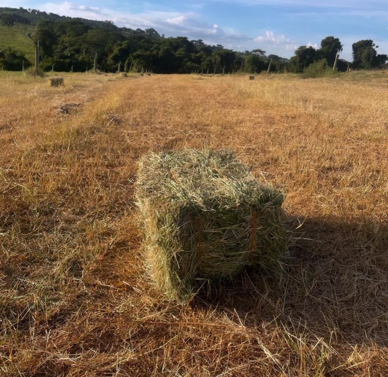 Fardo de feno de Tifton 85 recém-enfardado no talhão da fazenda FarmHaus Pets em Orizona, Goiás