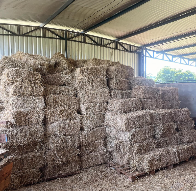 Galpão coberto da FarmHaus Pets com fardos de feno de Tifton 85 empilhados sobre pallets